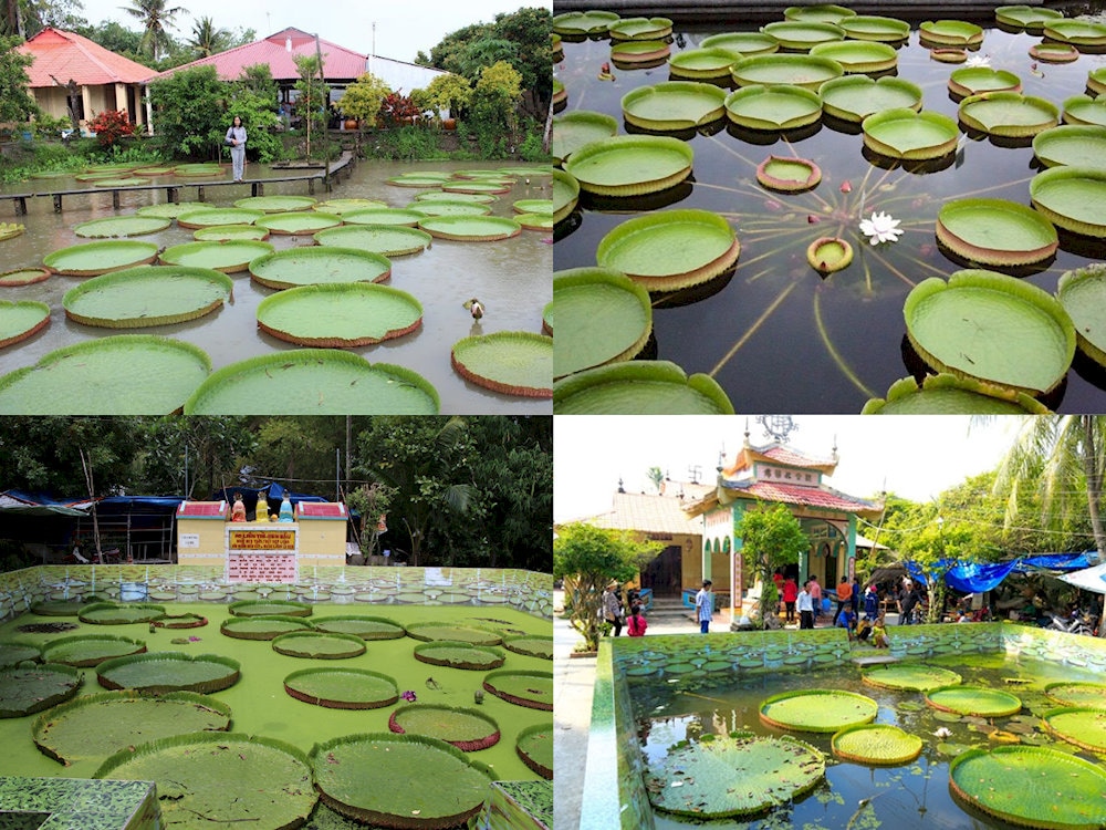 Phước Kiển Tự còn gọi là chùa Lá Sen, tọa lạc tại tỉnh Đồng Tháp và cách Thành phố Hồ Chí Minh khoảng 145km